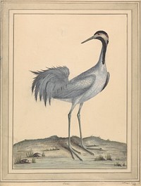 A Crane