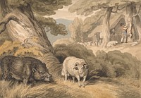 A Boar and a Ram