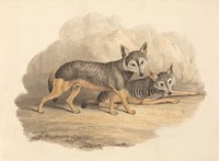 Two Hyenas