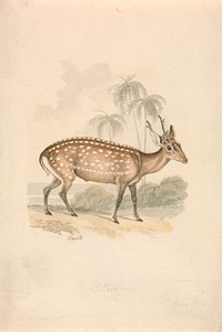 Hog Deer