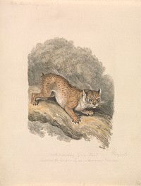 North American Lynx