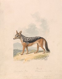 Black-backed Jackal