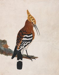 Hoopoe: Common Hoopoe