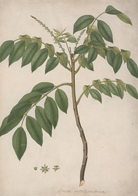 Brucea antidysenterica  J. Miller (James Bruce's Tree):  finished drawing of part stem with flowering shoots and leafy shoots