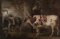 Portraits of Two Extraordinary Oxen, the Property of the Earl of Powis