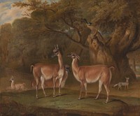 Llamas and a fox in a wooded landscape