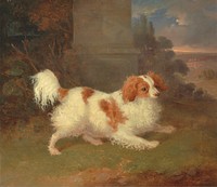 A Blenheim Spaniel