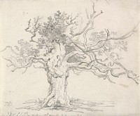 A Stunted Oak