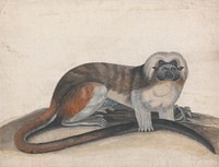 Study for "The Pinche or Red Tailed Monkey" (formerly the Cottenhead Marmoset)