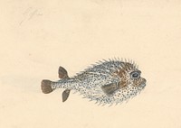 A Porcupine Fish