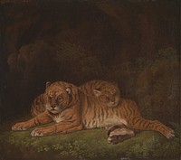 Tigers