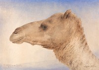 Portrait of the Artist's Dromedary