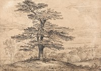 A Cedar on a Rise with a Herd of Deer Grouped Beneath its Shade