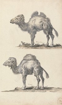 A Dromedary and a Camel