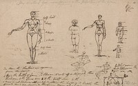 Studies of Anatomy, Measurements and Writing