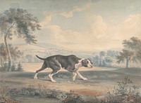 The Spanish Pointer