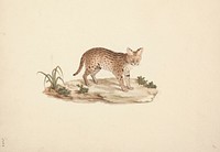 African Wildcat or Serval by Luigi Balugani