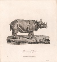 Rhinoceros of Africa by James Heath
