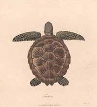 Tortoise