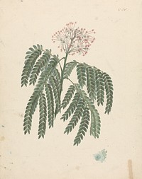 Albizia gummifera  (J.F.Gmel.) C.A. Sm. (Gummy Albizia Tree): finished drawing with minor variations in flowering head by Luigi Balugani