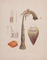 Ensete ventricosum  (Welw.) Cheesman (African Wild Banana): finished drawing by Luigi Balugani