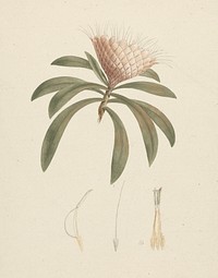Protea gaguedi  J.F. Gmel. (Protea): finished drawing with floral details by Luigi Balugani
