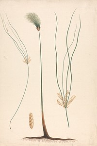 Cyperus papyrus  L. (Papyrus Sedge): finished drawing of steam and flowering head, with details of inflorescence left and right by Luigi Balugani