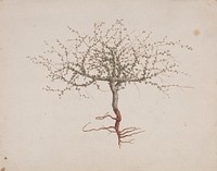 Commiphora gileadensis  (L.) C. Chr. (Balm of Gilead, Opobalsam): finished drawing if tree's habit (with roots) by Luigi Balugani