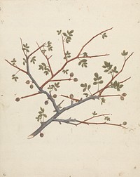 Commiphora gileadensis  (L.) C. Chr. (Balm of Gilead, Opobalsam): finished drawing of fruiting branch by Luigi Balugani