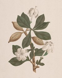 Gardenia ternifolia  Schum.& Thonn. (Wild Gardenia): finished drawing