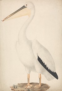 Pelecanus onocrotalus (Great White Pelican)