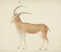 Unidentified Ungulate