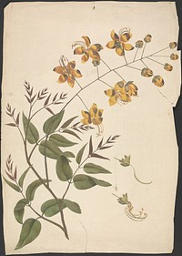 Cassia Fistula (Purging cassia):  finished drawing of leafy shoot with flowers