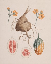 Coccinia abyssinica  (Lam.): finished drawing, the tuber and detail of fruit