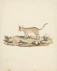 Felis caligata (Booted Lynx)