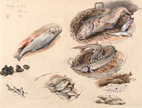 Study of Fish, Venice