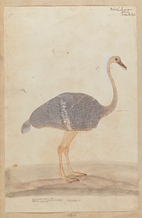 Ostrich