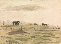 Horses in a Paddock