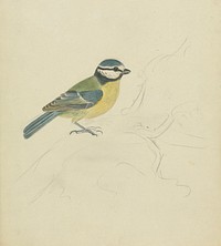 A Blue Tit