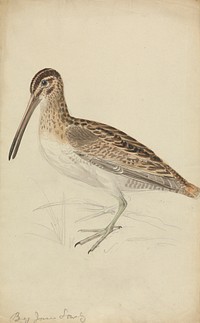 A Snipe