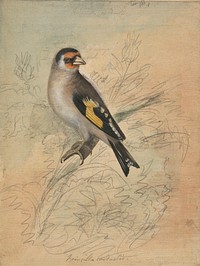 A European Goldfinch