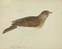 Eurasian skylark