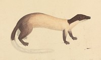 A Weasel