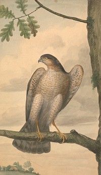 Eurasian Sparrowhawk