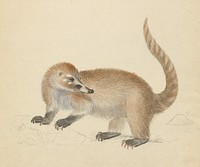 A Coatimundi