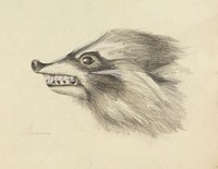 Head of a Racoon