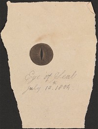 The Eye of a Seal and verso: Sketches of an Apparatus