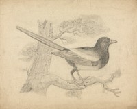A Magpie in a Tree
