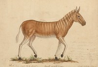 Quagga Zebra