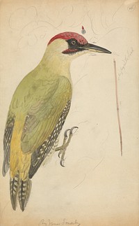 European Green Woodpecker